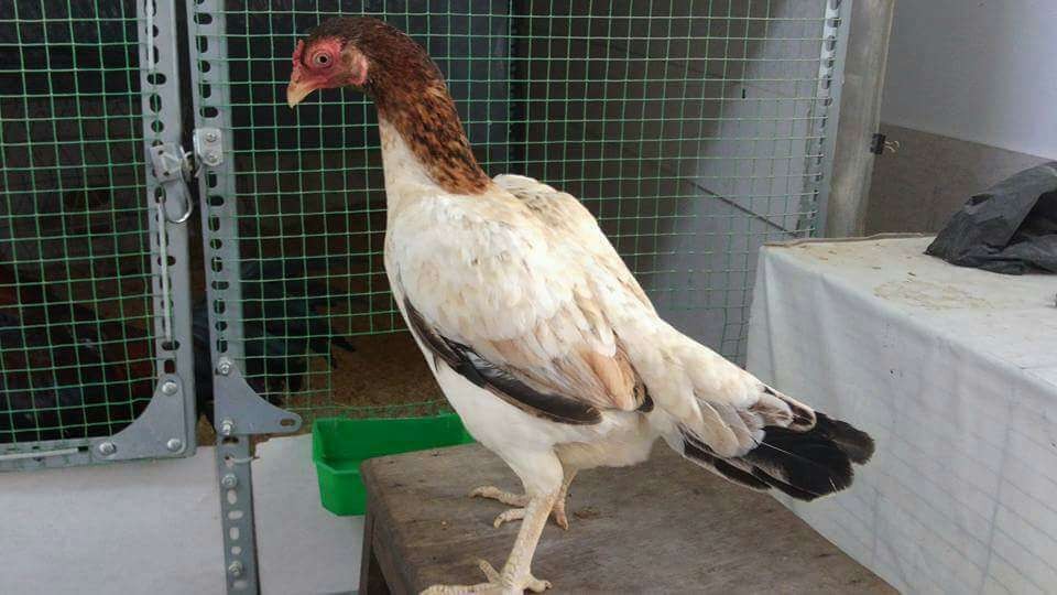 Đá gà Campuchia - Đá gà thomo - Giải đá gà uy tín nhất thế giới