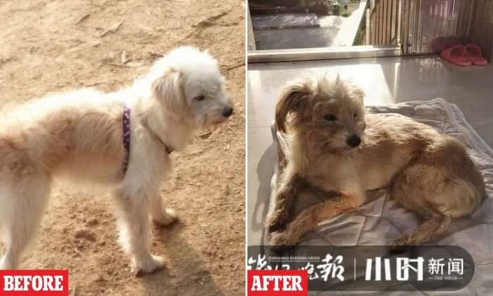 Chú chó trung thành đi bộ 60 km trong 26 ngày về nhà sau khi bị chủ bỏ quên