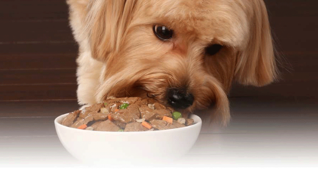 Thức ăn cho chó loại nào tốt nhất hiện nay ?