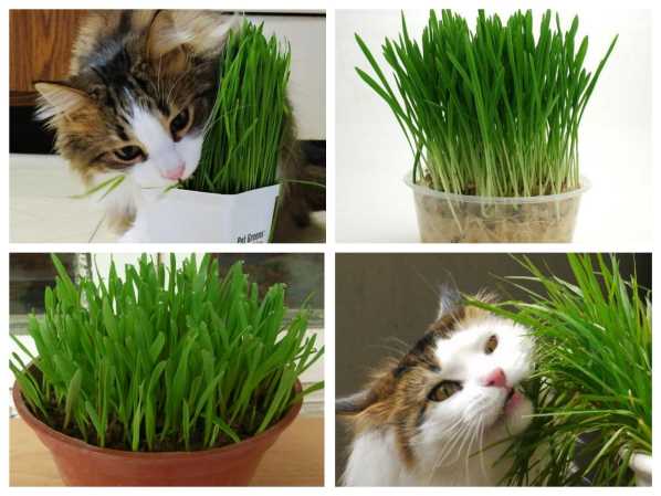 Cách trồng cỏ mèo siêu đơn giản ngay tại nhà