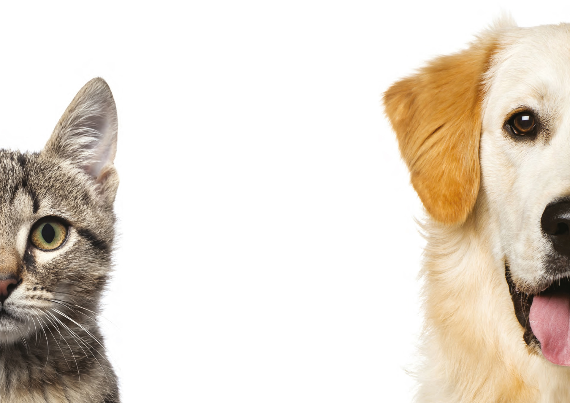 Bệnh viêm khớp của chó, mèo và các triệu chứng