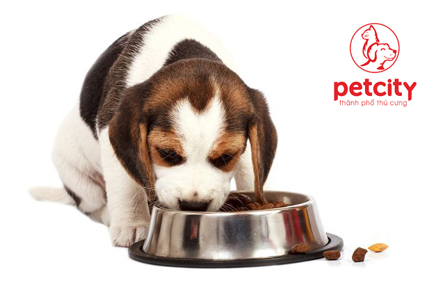 Thức ăn cho chó con 2 tháng tuổi nên dùng loại nào ?