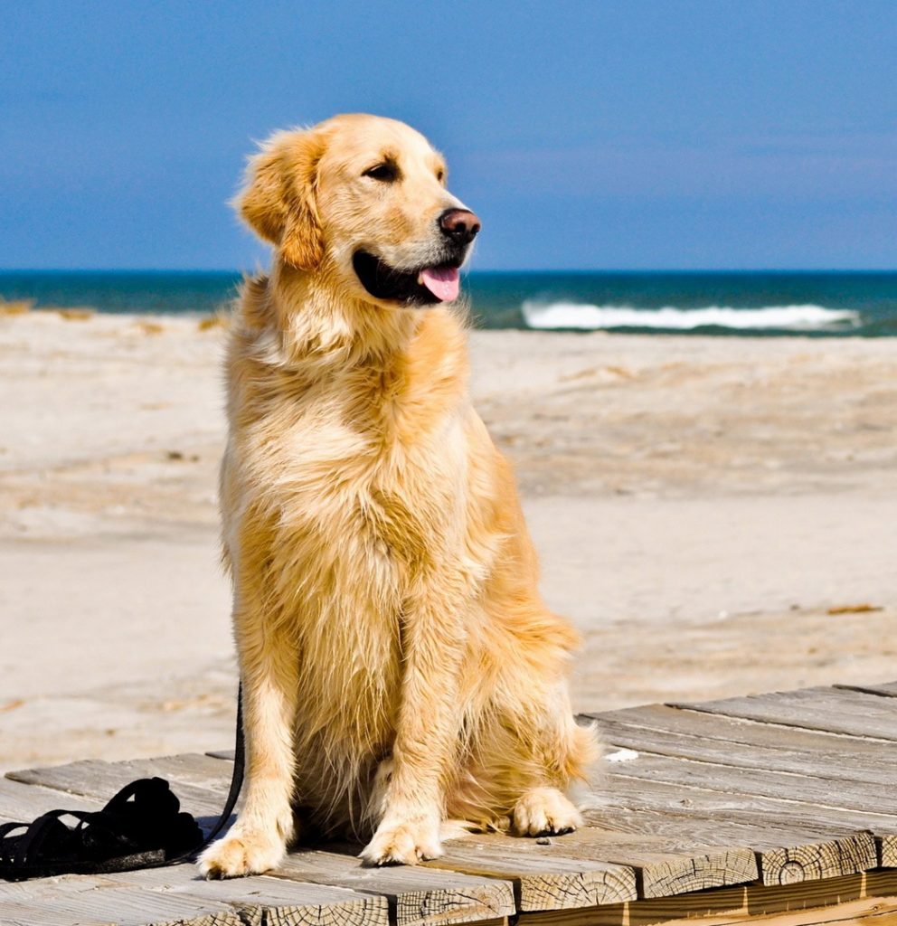 Cách nhận biết chó Golden Retriever thuần chủng