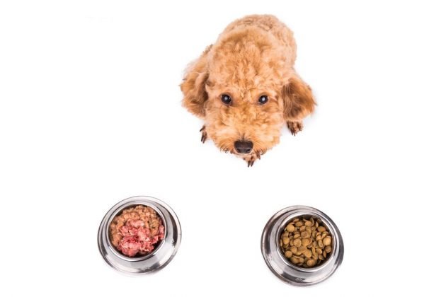 Chó poodle có ăn cơm được không ? Lông chó liệu có bị bạc ?
