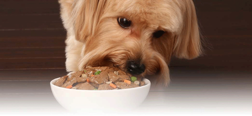 Thức ăn ướt cho chó cân bằng dinh dưỡng cho thú cưng