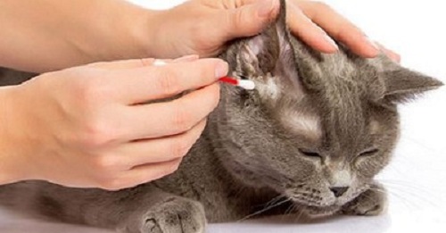 5 loại thuốc trị viêm tai chó mèo an toàn và hiệu quả
