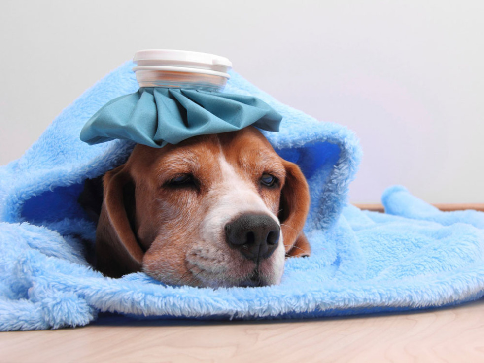 Nguyên nhân và cách điều trị dứt điểm khi chó bị sổ mũi