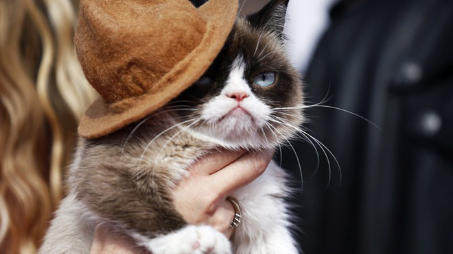 Grumpy Cat - cô mèo cáu kỉnh nhất thế giới với hơn 8 triệu người theo dõi đã qua đời