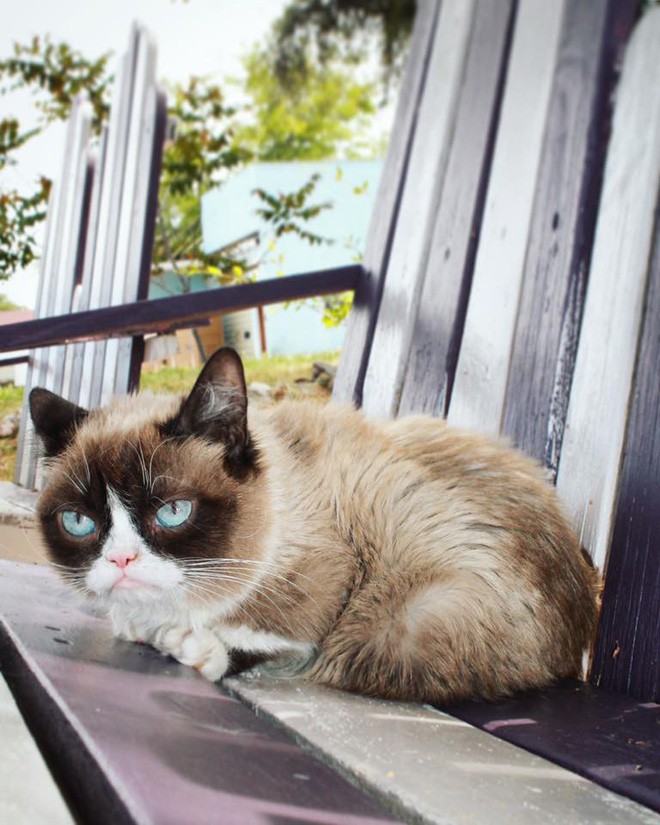 Grumpy Cat - cô mèo cáu kỉnh nhất thế giới với hơn 8 triệu người theo dõi đã qua đời