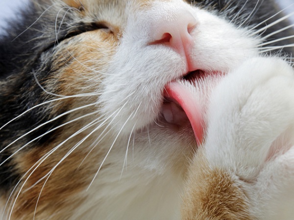 Điều khó tin về lưỡi mèo khiến nhiều người khiếp đảm
