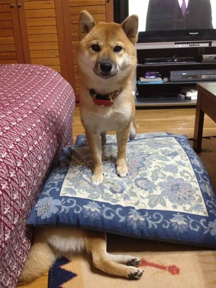 30 hình ảnh chứng minh giống chó Shiba Inu là 'thánh biểu cảm của năm