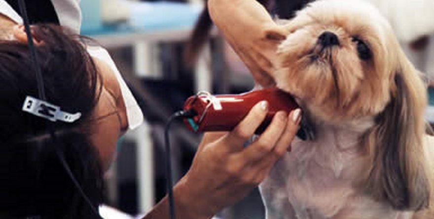 Tại sao chó có biểu hiện run rẩy khi cắt tỉa lông