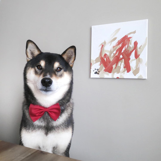 Chú chó Shiba có Instagram riêng, kiếm ra tiền nhờ tài vẽ tranh