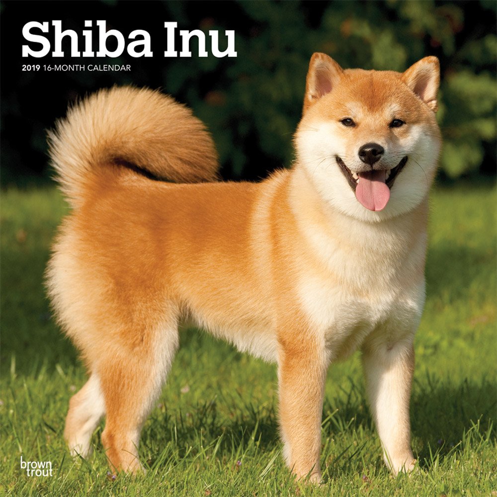 30 hình ảnh chứng minh giống chó Shiba Inu là 'thánh biểu cảm của năm