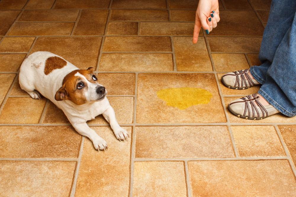7 lời khuyên quý giá giúp chó không còn đi vệ sinh bừa bãi nữa