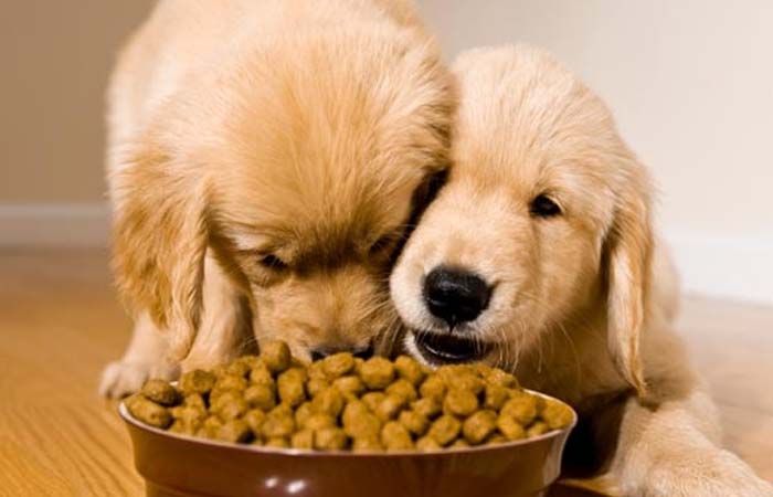Chất béo và dầu: Lợi hay hại cho sức khỏe của chó?