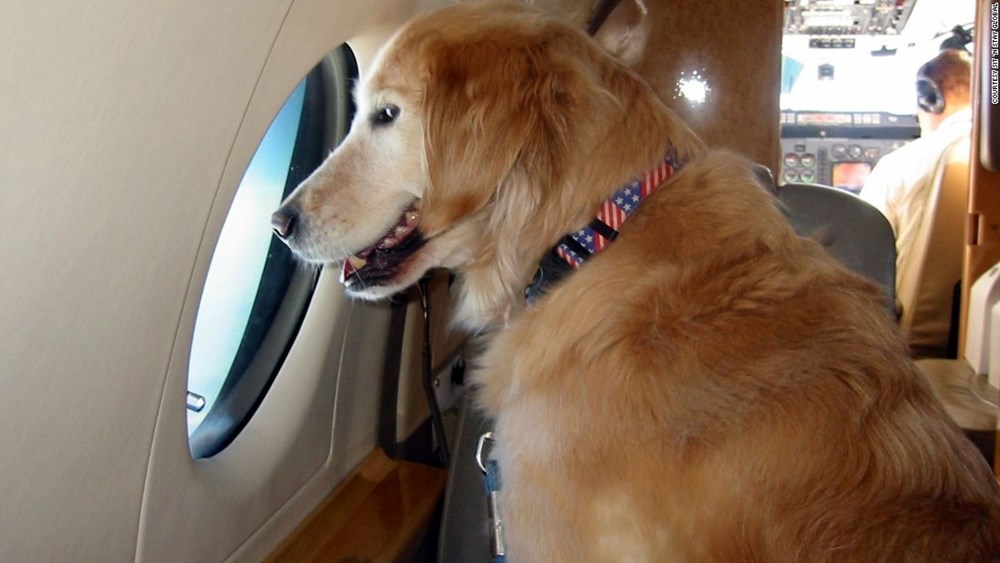 Cần chuẩn bị những gì khi mang thú cưng lên máy bay?