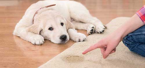 7 lời khuyên quý giá giúp chó không còn đi vệ sinh bừa bãi nữa