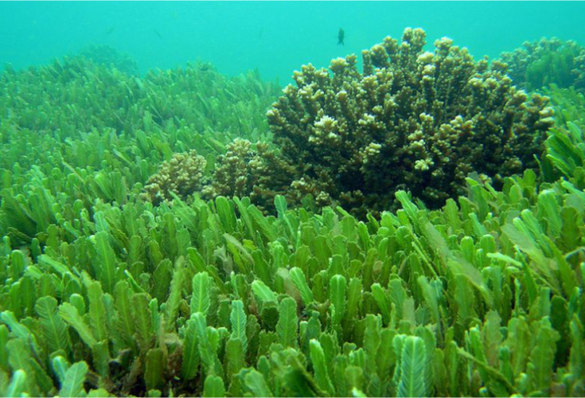 Top 8 Công dụng tuyệt vời của tảo biển Nhật Bản đối với sức khoẻ