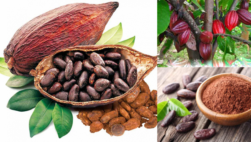 Top 10 Lợi ích tuyệt vời của bột cacao đối với sức khoẻ