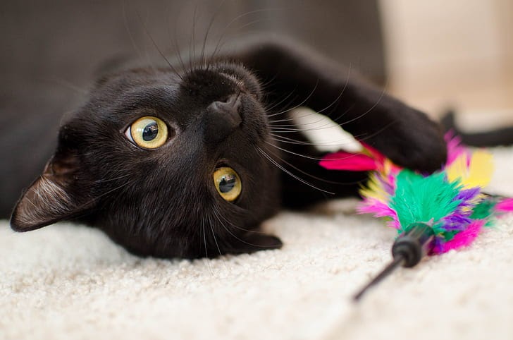 Mèo đen vào nhà có phải là điềm báo xui xẻo như chúng ta thường nghĩ?