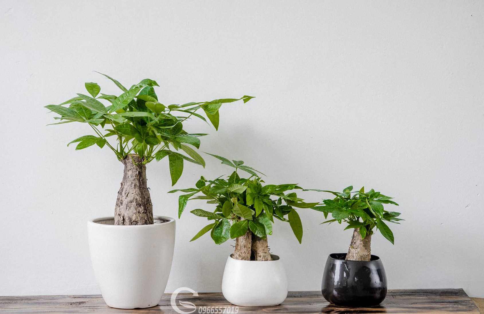 5 mẹo giúp bạn trồng cây phong thủy mang lại nhiều may mắn