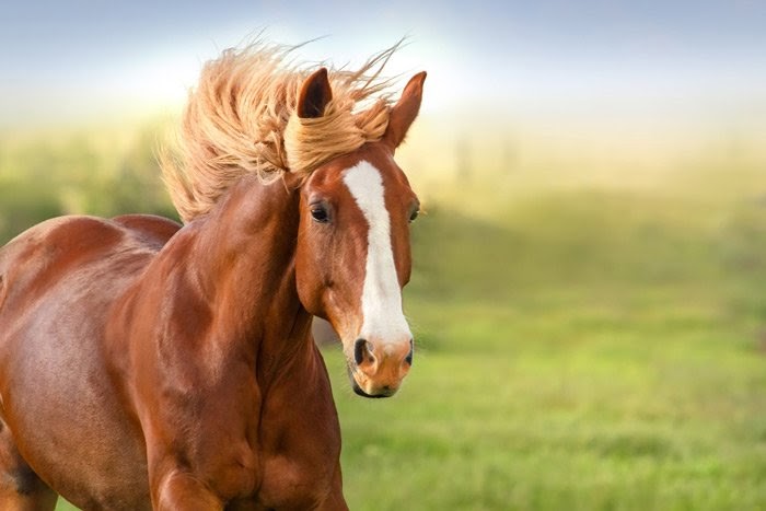 Mơ thấy ngựa tốt hay xấu?